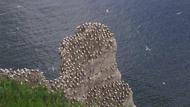 Nesting Gannet'S On Rock, Rspb Bempton Cliffs, England