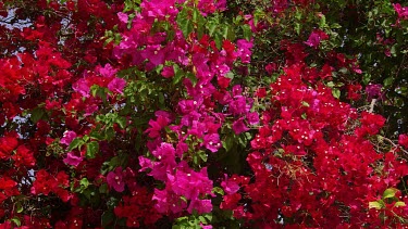 Red & Pink Bougainvillea Flowers, Elounda, Crete, Greece