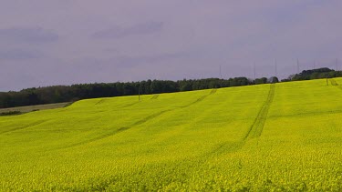Yellow Rapeseed Field, Irton, Scarborough, North Yorkshire