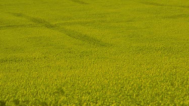 Yellow Rapeseed Field, Irton, Scarborough, North Yorkshire