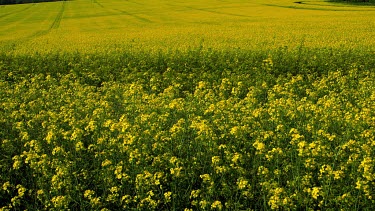 Yellow Rapeseed Field (Brassica Napus), Irton, Scarborough, North Yorkshire