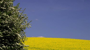 White Hawthorn Bush & Yellow Rapeseed Field, Scarborough, North Yorkshire