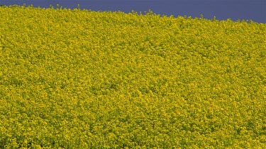Yellow Rapeseed Field (Brassica Napus), Scarborough, North Yorkshire