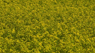 Yellow Rapeseed Blowing In Wind (Brassica Napus), Irton, Scarborough, North Yorkshire