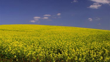 Yellow Rapeseed Field (Brassica Napus), Scarborough, North Yorkshire