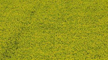 Yellow Rapeseed Plants (Brassica Napus), East Ayton, Scarborough, North Yorkshire, England