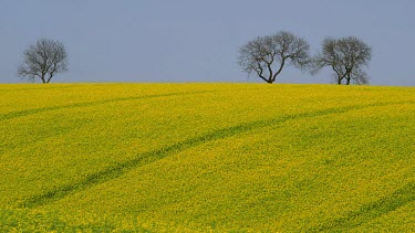 Yellow Rapeseed Field (Brassica Napus), East Ayton, Scarborough, North Yorkshire, England