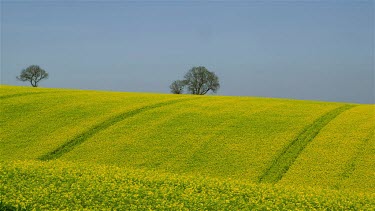 Trees & Yellow Rapeseed Field (Brassica Napus), East Ayton, Scarborough, North Yorkshire, England