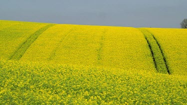 Trees & Yellow Rapeseed Field (Brassica Napus), East Ayton, Scarborough, North Yorkshire, England