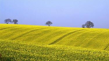 Tree & Yellow Rapeseed Field (Brassica Napus), East Ayton, Scarborough, North Yorkshire, England