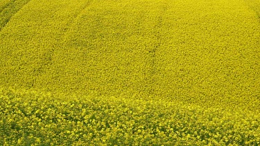 Yellow Rapeseed Field (Brassica Napus), East Ayton, Scarborough, North Yorkshire, England