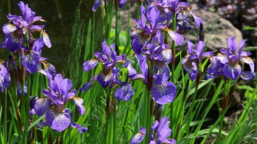 Iris Versicolor, Blue Flag Flowers, Scarborough, North Yorkshire, England