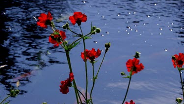 Weathered Red Geum Blazing Sunset Flowers & Koi Carp, Scarborough, North Yorkshire, England