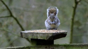 Eastern Grey Squirrel Eating, Forge Valley, East Ayton, North Yorkshire, England