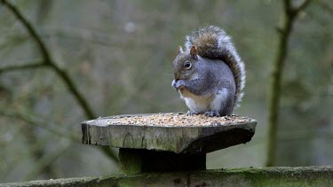 Eastern Grey Squirrel Eating, Forge Valley, East Ayton, North Yorkshire, England