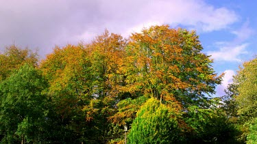 Autumn Coloured Trees Blowing In Wind, Wykeham, North Yorkshire, England