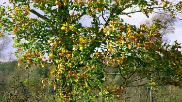 Autumn Tree Blowing In Wind, Troutsdale, North Yorkshire, England