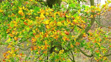 Autumn Maple Leaves Blowing In Wind, Troutsdale, North Yorkshire, England