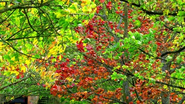 Autumn Leaves Blowing In Wind, Troutsdale, North Yorkshire, England