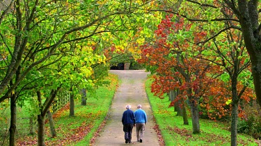 Father & Son Walk Down Drive With Arched Autumn Trees Blowing In Wind, Troutsdale, North Yorkshire, England
