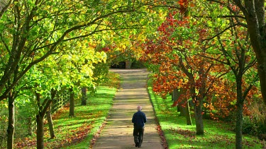 Pensioner Walk Down Drive With Arched Autumn Trees Blowing In Wind, Troutsdale, North Yorkshire, England
