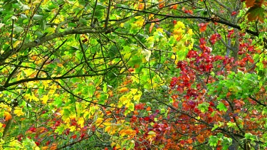 Autumn Leaves Blowing In Wind, Troutsdale, North Yorkshire, England