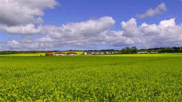 Rape Seed Field & Clouds, Seamer, Scarborough, North Yorkshire, England