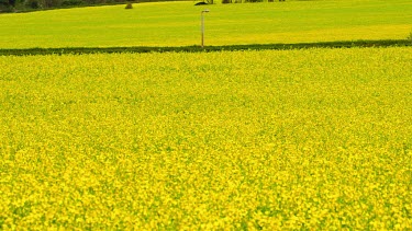 Yellow Rape Seed Field, Seamer, Scarborough, North Yorkshire, England