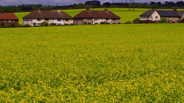 Rape Seed Field & Houses, Seamer, Scarborough, North Yorkshire, England