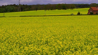 Yellow Rape Seed Field, Seamer, Scarborough, North Yorkshire, England