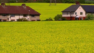 Rape Seed Field & Houses, Seamer, Scarborough, North Yorkshire, England