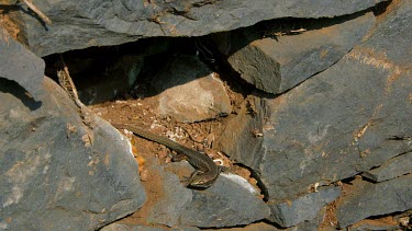 Madeira Lizard, Teira Dugesii, Monte, Funchal, Madeira, Portugal