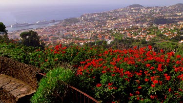Red Bougainvillea Plant, City & Harbour, Funchal, Madeira, Portugal