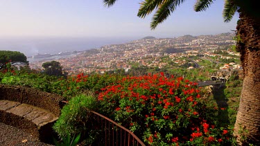 Red Bougainvillea Plant, City & Harbour, Funchal, Madeira, Portugal