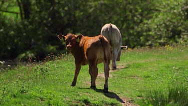 Young Limousin Calf, Alnwick, Northumberland, England