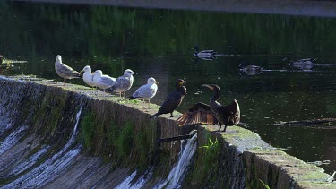 Cormorants, Gull'S & Duck'S, Durham, England