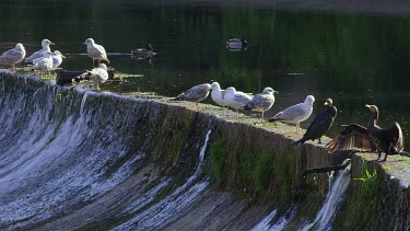 Cormorants, Gull'S & Duck'S, Durham, England