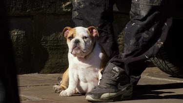 Young English Bulldog, Durham, England