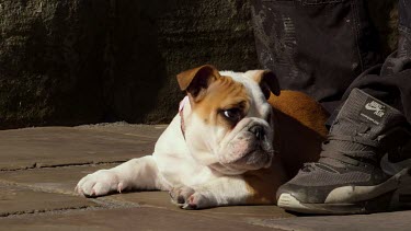 Young English Bulldog, Durham, England