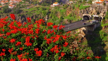 Red Bougainvillea Plant & Road, Funchal, Madeira, Portugal