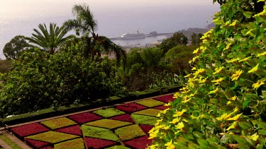 Yellow Flowering Bush, Formal Gardens, Jardim Botanico, Funchal, Madeira, Portugal