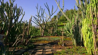 Woman Walks Through Giant Cactus Garden, Jardim Botanico, Funchal, Madeira, Portugal