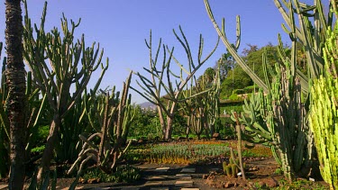Woman Looks At Giant Cactus, Jardim Botanico, Funchal, Madeira, Portugal