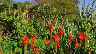 Red Hot Poker (Kniphofia Uvaria) & Catus Plants, Jardim Botanico, Funchal, Madeira, Portugal