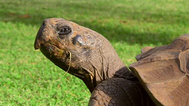 Giant Tortoise Turns Head, Funchal, Madeira, Portugal