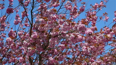 Cherry Blossom, Mill Lane, Cayton Bay, England