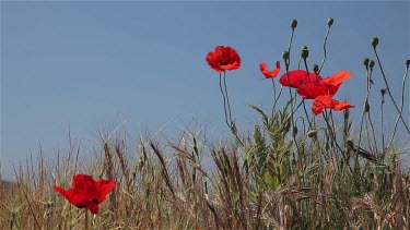 Red Poppies & Long Grass, Balaklava, Criema, Ukraine