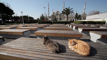 Cat Sleeping On Bench At Blue Mosque, Sultanahmet, Istanbul, Turkey