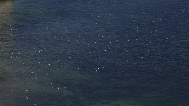 Seagulls On The North Sea, Thornwick Bay, East Yorkshire, England