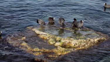 Coot Sea Birds Rock, Sevastopol, Crimea, Ukraine